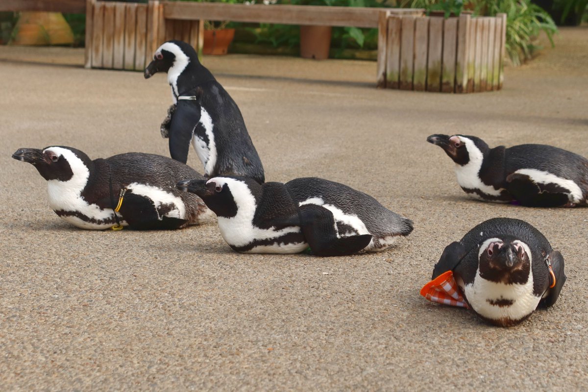 matsuevogelpark's tweet photo. 本日の「ペンギンのお散歩」イベントは、
途中から「ペンギンのお昼寝」に変わりました。

#ケープペンギン https://t.co/yzYb0HKjSG