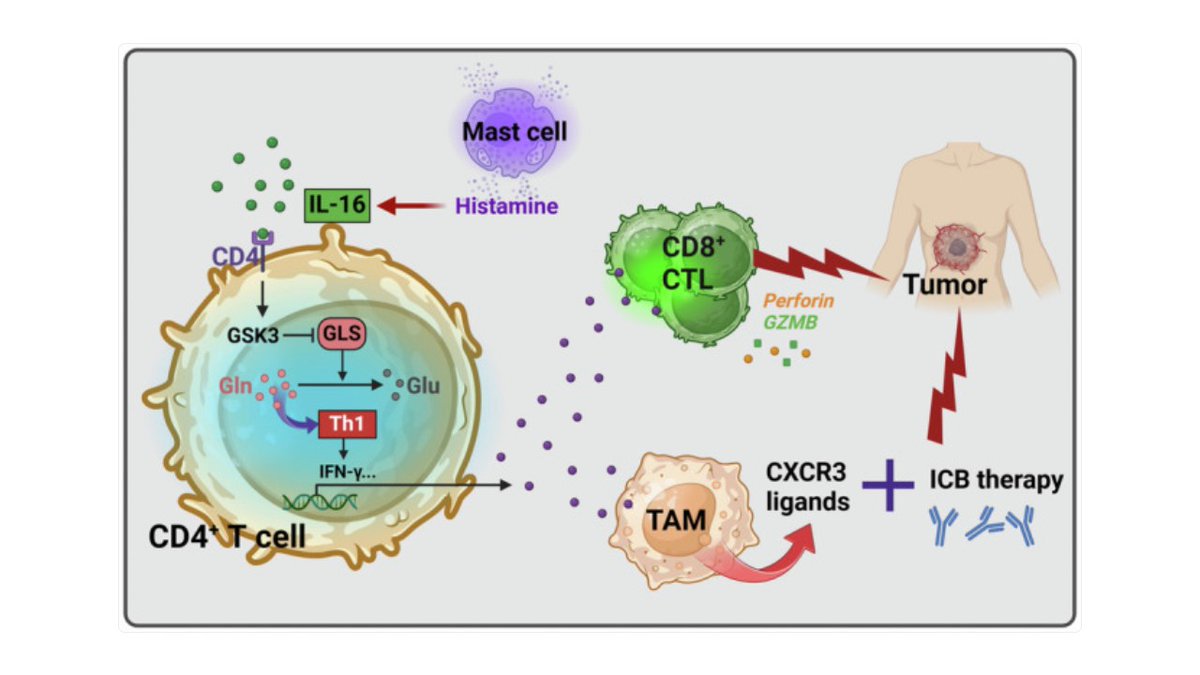 sreeparna_b's tweet image. Last week&apos;s papers on #cancer #metabolism &amp;amp; #glutamine via @Bims_BiomedNews 

biomed.news/bims-glucam/20…

To pick: Interleukin-16 enhances anti-tumor immune responses by establishing a Th1 cell-macrophage crosstalk through reprogr… pubmed.ncbi.nlm.nih.gov/40064918/
