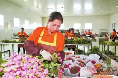 MingalaNews's tweet image. ယမန်နှစ်တွင် ယူနန်ပြည်နယ်၏ လယ်ယာထွက်ကုန်တင်ပို့မှုသည် ယွမ် ၁၉ ဒသမ ၁၇ ဘီလီယံအထိ ရောက်ရှိခဲ့ပြီး လတ်ဆတ်သောပန်းပွင့်များ၊ ကော်ဖီနှင့် ဆေးရွက်ကြီး တင်ပို့မှုမှာ နိုင်ငံအတွင်း ပထမအဆင့်ဖြစ်ပါတယ်။
#ImportandExportTrade #AgriculturalProducts #Yunnan