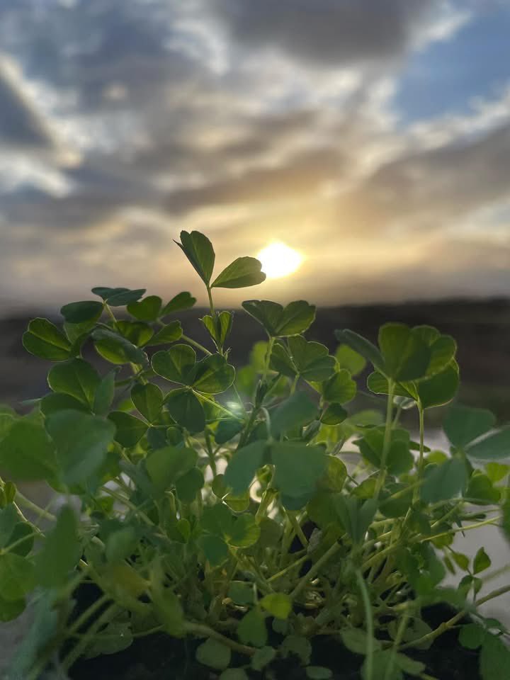 wildswimmer67's tweet photo. St.Patrick’s Day memories from Mullaghduff #Donegal #Ireland #StPatricksDay #mullaghduff @visit_donegal @Donegal_ie @welovedonegal @GoToIreland https://t.co/sbpy9ncTYR