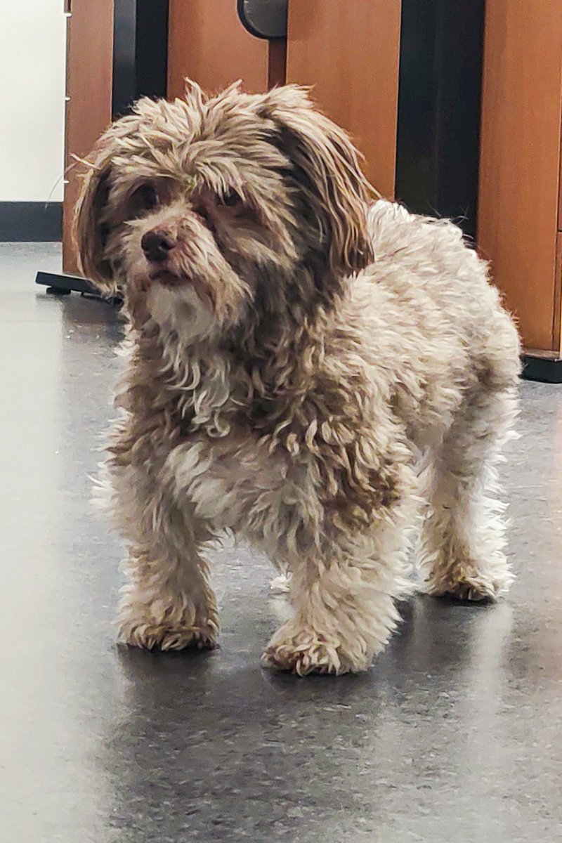 Guten Morgen. 
Bürohund Oli ist wieder da.
Das hebt die Stimmung merklich! 😁
