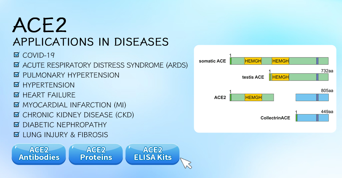cusabio_mt's tweet image. Angiotensin-converting enzyme 2 (#ACE2), first identified in 2000, plays a pivotal role in regulating blood pressure and fluid balance as part of the #RAAS and #KKS systems. This metalloproteinase (805 amino acids) has a crucial extracellular catalytic domain, and its gene is…