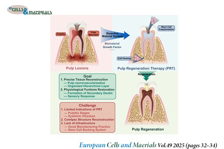 👏Check eCM latest articles: Challenges and future directions in pulp regeneration

ecmjournal.org/papers/vol049/…

#regeneration #TissueEngineering #Biomaterials