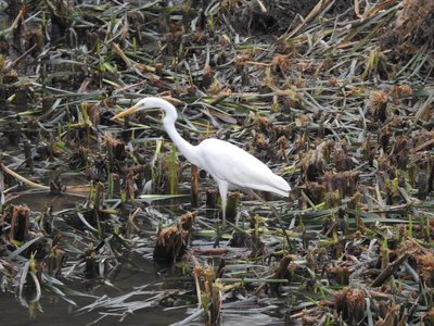 Segunda parte de la  XXXV entrega de "El Parque Lineal del Manzanares" en el blog de Animalandia: 
educa2.madrid.org/web/animalandi…
Éstas fotos son parte de esta segunda...