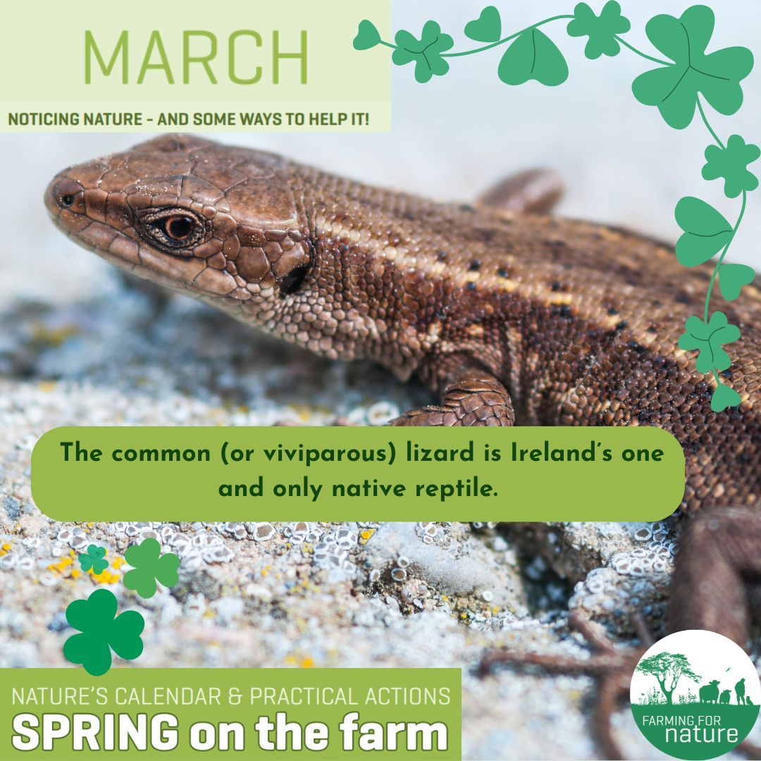 It needs a warm spot to lie and absorb the heat of the sun. Watch for lizards on rocks, sand or timber – they also need shelter if they sense danger – dry stone walls can be great. 

To learn more 🔗 thehsi.org 

Beannachtaí na Feile Pádraig! 

#noticingnature
