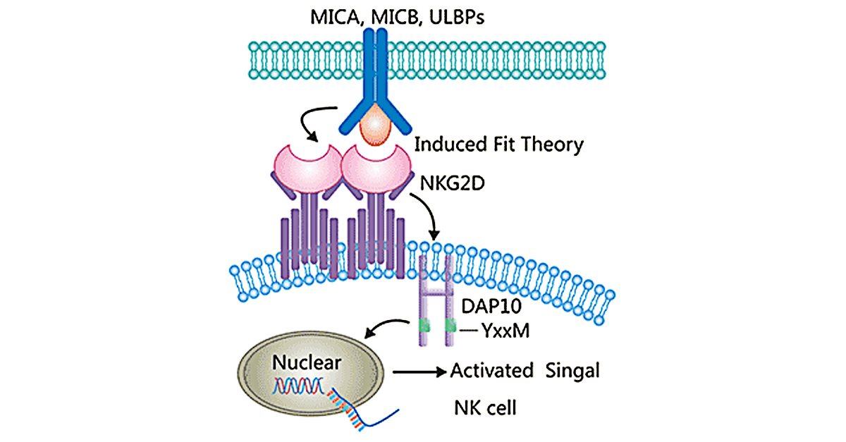 cusabio_mt's tweet image. NKG2D is an activated receptor expressed on the surface of NK cells and CD8+ T cells, playing a critical role in innate immunity by recognizing virus-infected and tumor cells. This makes it a valuable target in CAR-T and CAR-NK cell therapies.
In November 2020, Nkarta…