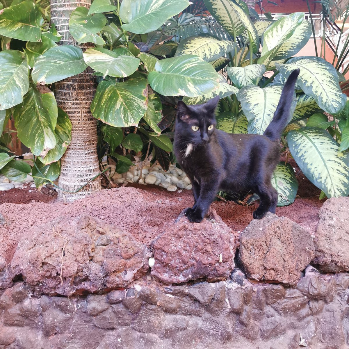 TJDallas7's tweet photo. Lucifer is so handsome ❤️
#cats #blackcats #devilkitty https://t.co/ca35itlVqE