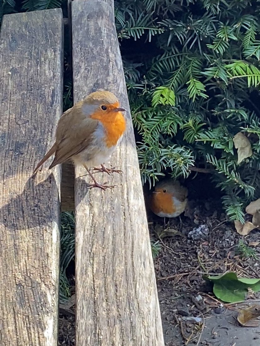 Gkbalaton's tweet image. In the sunshine not one, but two robins visited.