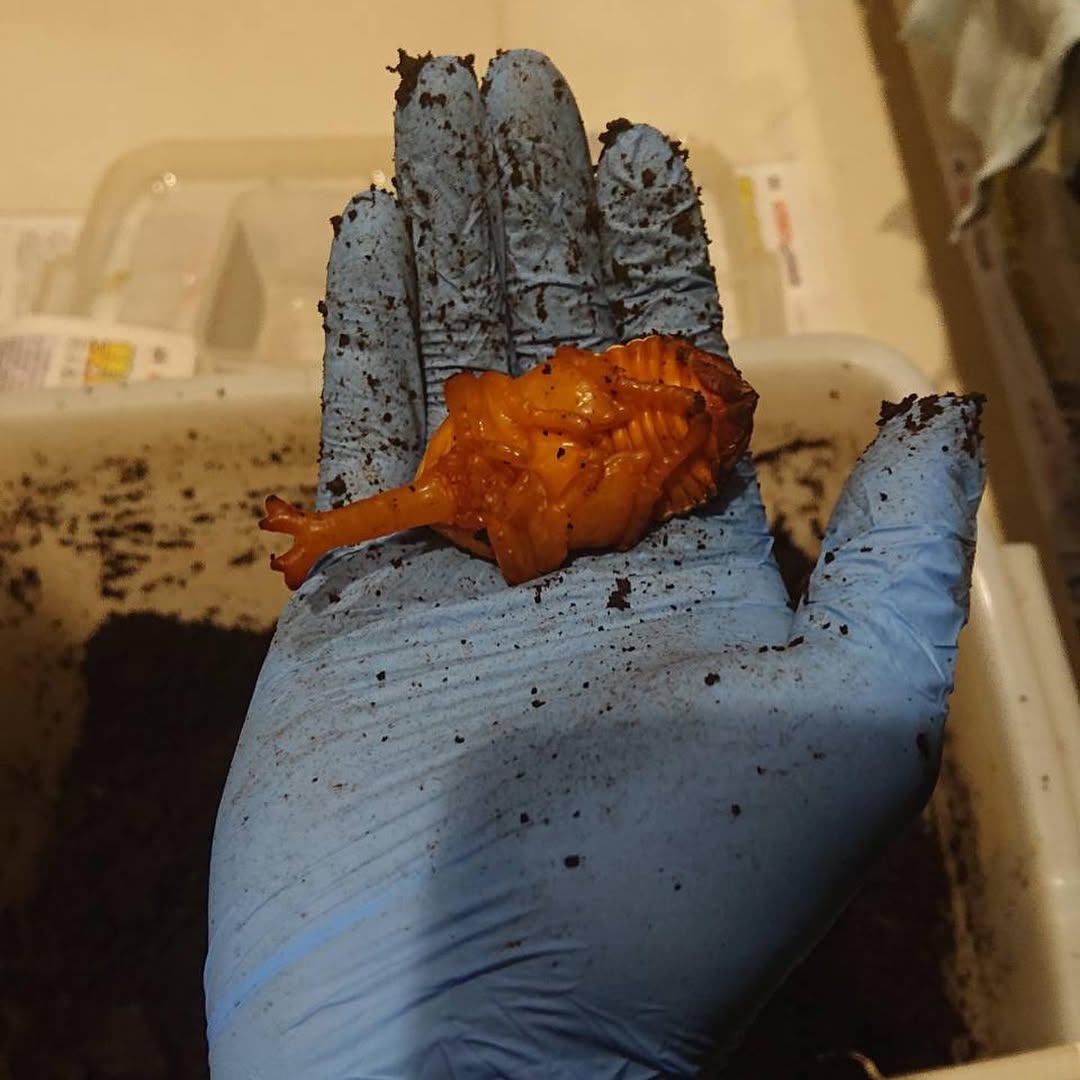 ymd_164kn's tweet photo. もしそんな虫が本当にいたら、キリンとシャベル虫の不思議な共生関係がありそうですね！

シャベル虫の魅力は無限大。もっといろんな種類のシャベル虫を知りたいし、いつか自分だけの「シャベル虫図鑑」を作りたいな！ https://t.co/tPrBZAljg6