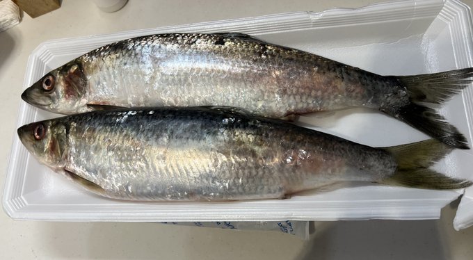 お刺身OKの一匹500円のニシン買ってきたら中から数の子と白子が出てきたんですが、美味しい食べ方をご存知の方がいらっしゃったら教えて頂きたく・・・ 