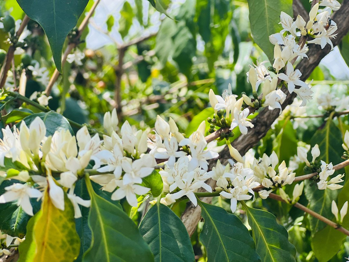 Bugisu Cooperative Union Limited tweet media