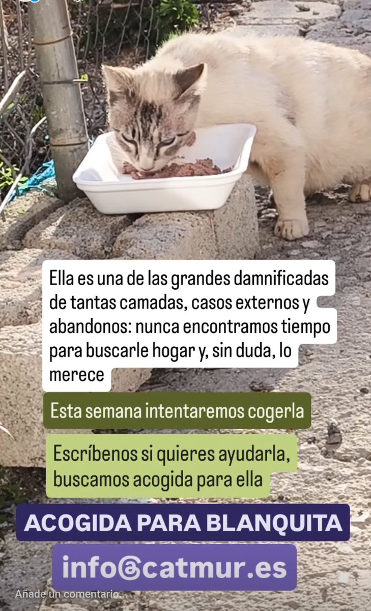 🆘🆘🆘
Queremos sacar a Blanquita de la calle, ¡lo merece!
Las lluvias no le han sentado nada bien, queremos llevarla al veterinario y que alguien se apiade de ella y le ofrezca una acogida, aunque sea temporal.
🌿¿Nos ayudas a difundir?
Contacto:
💌 info@catmur.es
📱626925223