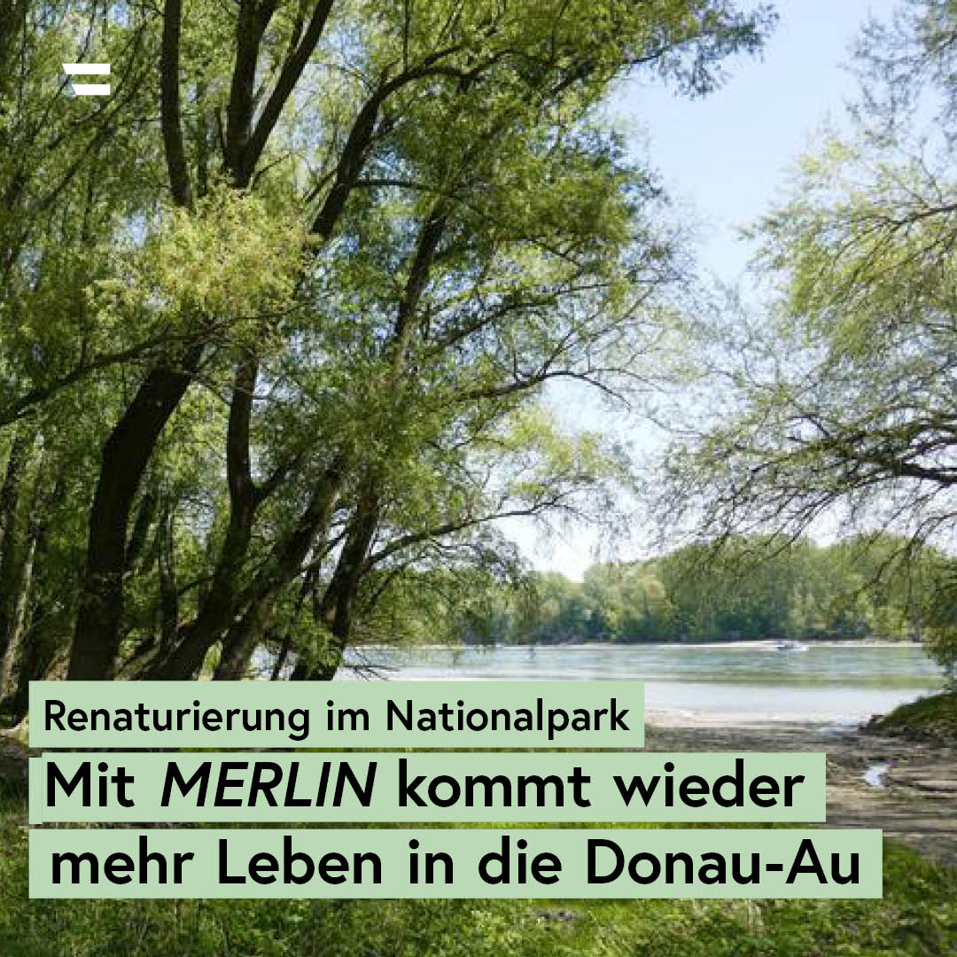 Uferrückbau in der Hainburger Au abgeschlossen: Die Expertise von <a href="/via_donau/">viadonau</a> &amp; <a href="/BOKUvienna/">BOKU University</a> bei der Renaturierung von Wasserstraßen hilft uns, um der natürlichen Dynamik entlang der Donau wieder mehr Raum zu geben &amp; dort Leben &amp; Biodiversität zu fördern. ℹ️ bit.ly/4izkDyW