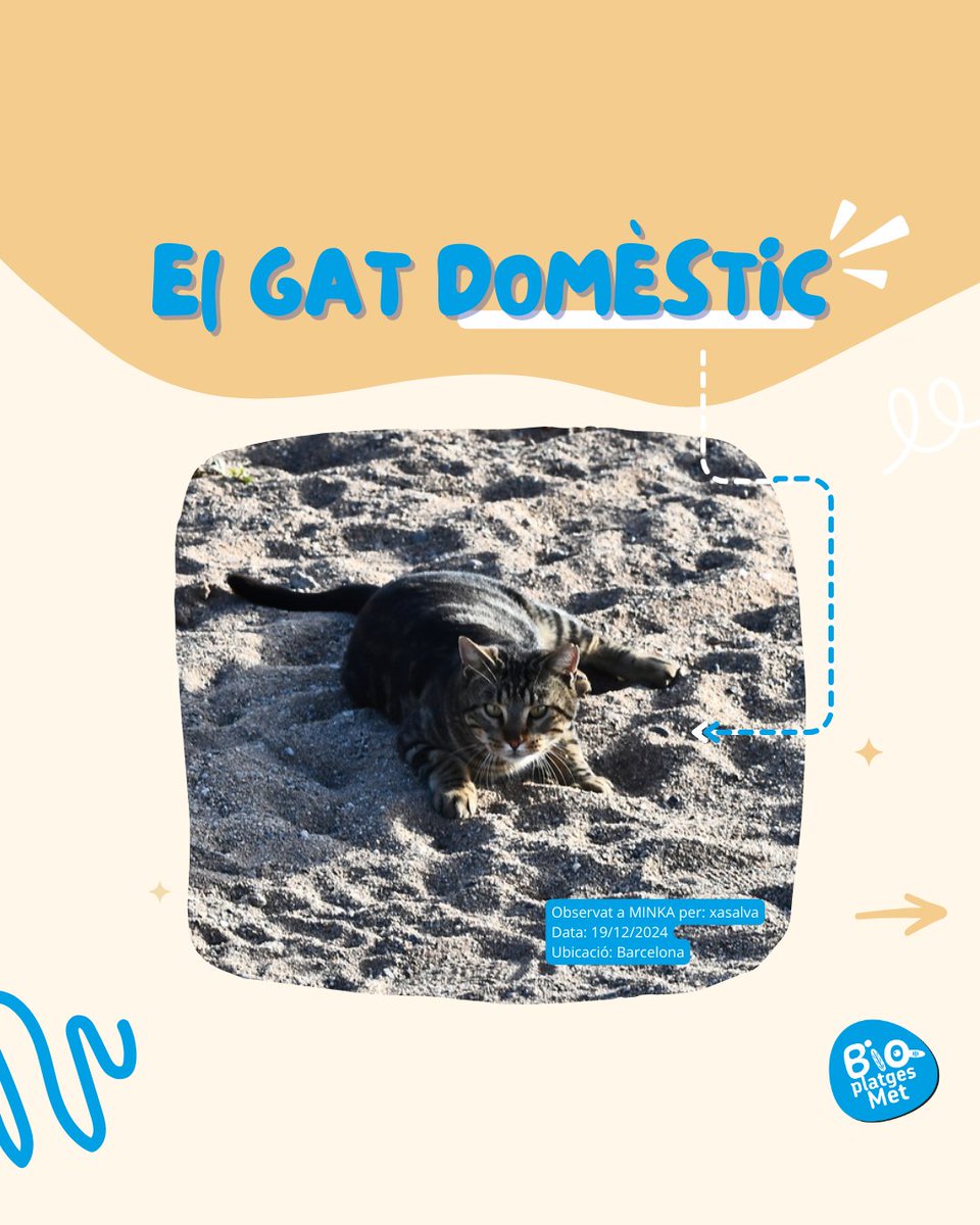🐱 Molts de nosaltres tenim bones intencions quan veiem #gats al carrer i decidim donar-los menjar, però sabies que això pot ser més perjudicial del que sembla❓

Els gats són caçadors #naturals i alimentar-los fora de casa pot alterar l’equilibri dels #ecosistemes locals 🏞️.