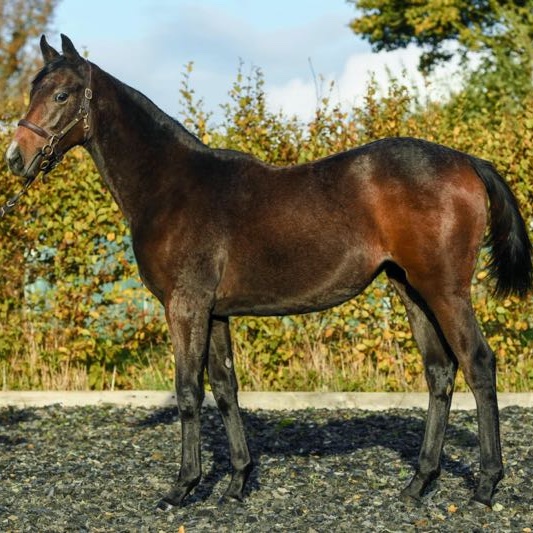 FLAMING STONE (Kingman - Burning Rules)
remporte le prix La Camargo 𝖫𝖨𝖲𝖳𝖤𝖣 à St Cloud 

🎓#TattsDecember Foal Sale Selwood Bloodstock -&gt; <a href="/JuddmonteFarms/">Juddmonte</a>  425,000 gns