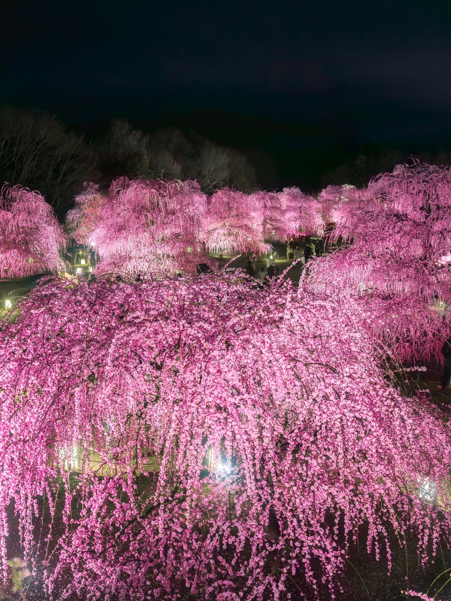 ライトアップされた鈴鹿の森のしだれ梅は闇夜に浮かぶシャンデリアのようだった