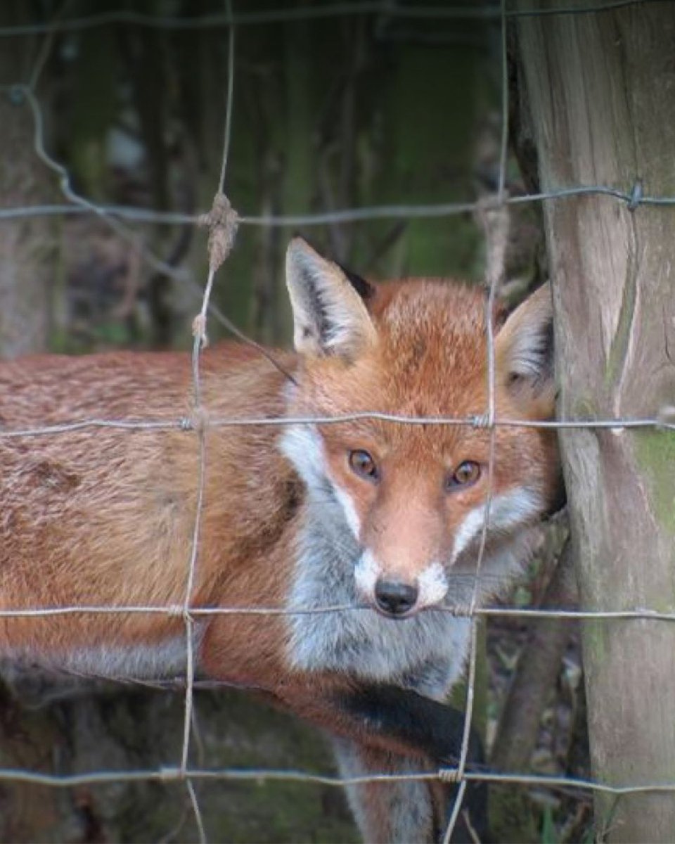 LeagueACS's tweet photo. These cruel devices still litter our English countryside.

Scotland and Wales have banned them, and it's now time for Westminster to follow suit and end their use in England.

Write to your MP today👇

https://t.co/uHO4EF2HaJ

#EndShooting #BanSnares https://t.co/ULUkVX1saq