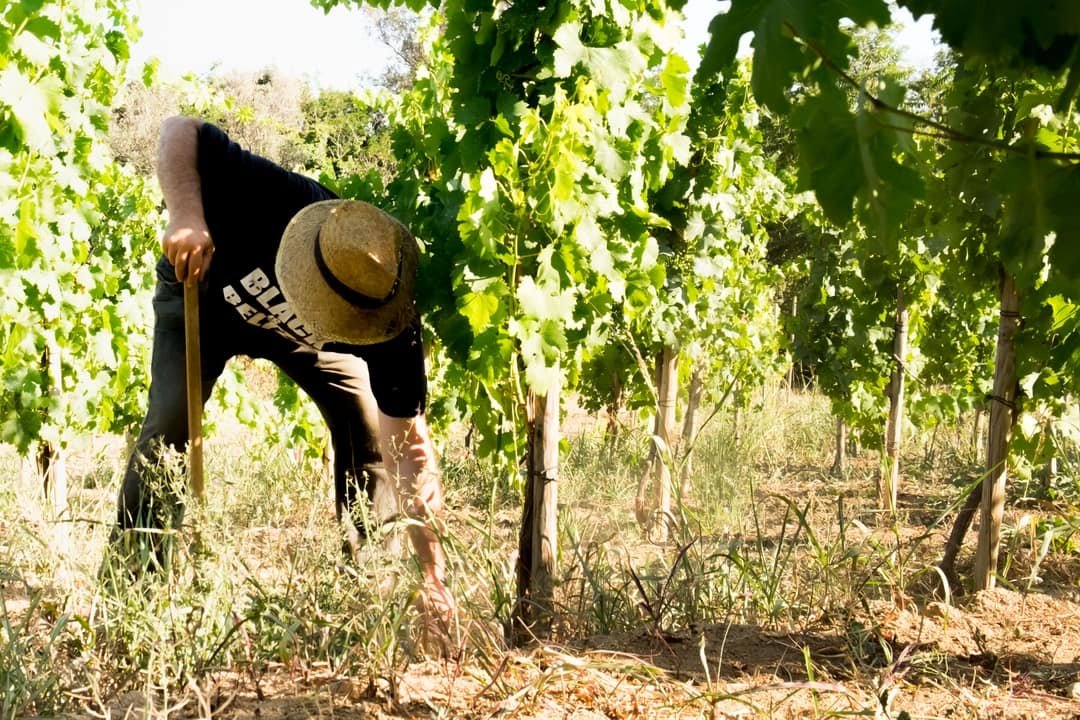 Xarxa de Parcs Naturals (@xarxadeparcs) on Twitter photo 🍇 El Parc de la Serralada de Marina organitza una passejada guiada per conèixer la recuperació de les vinyes i la biodiversitat en un espai únic com la vall de Betlem.
📆 23/03, de 9.30 a 13.30 h
👉 Inscripcions:📞933 956 336 / 📧p.smarina@diba.cat
ℹ️ parcs.diba.cat/ca/web/agenda/… 🍇 El Parc de la Serralada de Marina organitza una passejada guiada per conèixer la recuperació de les vinyes i la biodiversitat en un espai únic com la vall de Betlem.
📆 23/03, de 9.30 a 13.30 h
👉 Inscripcions:📞933 956 336 / 📧p.smarina@diba.cat
ℹ️ parcs.diba.cat/ca/web/agenda/…