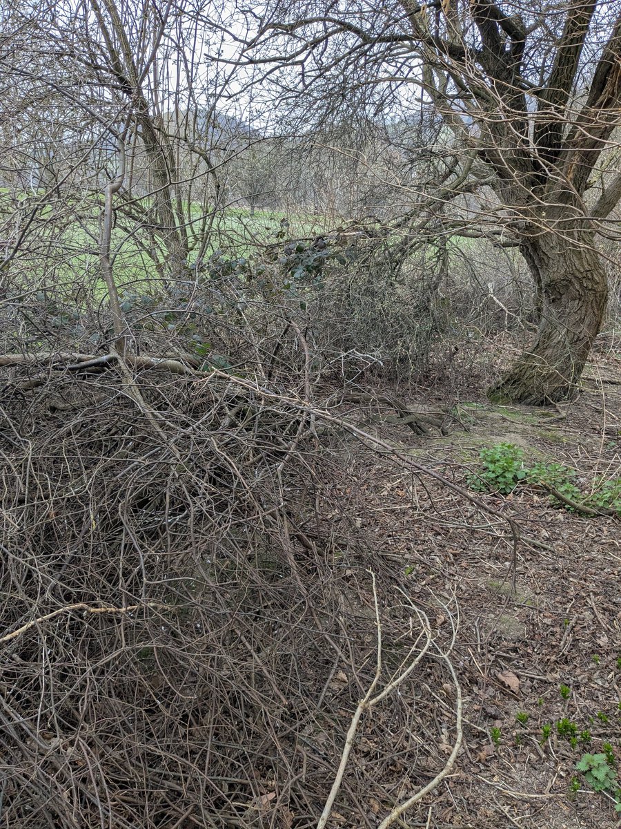 VLGC Greens tweet media