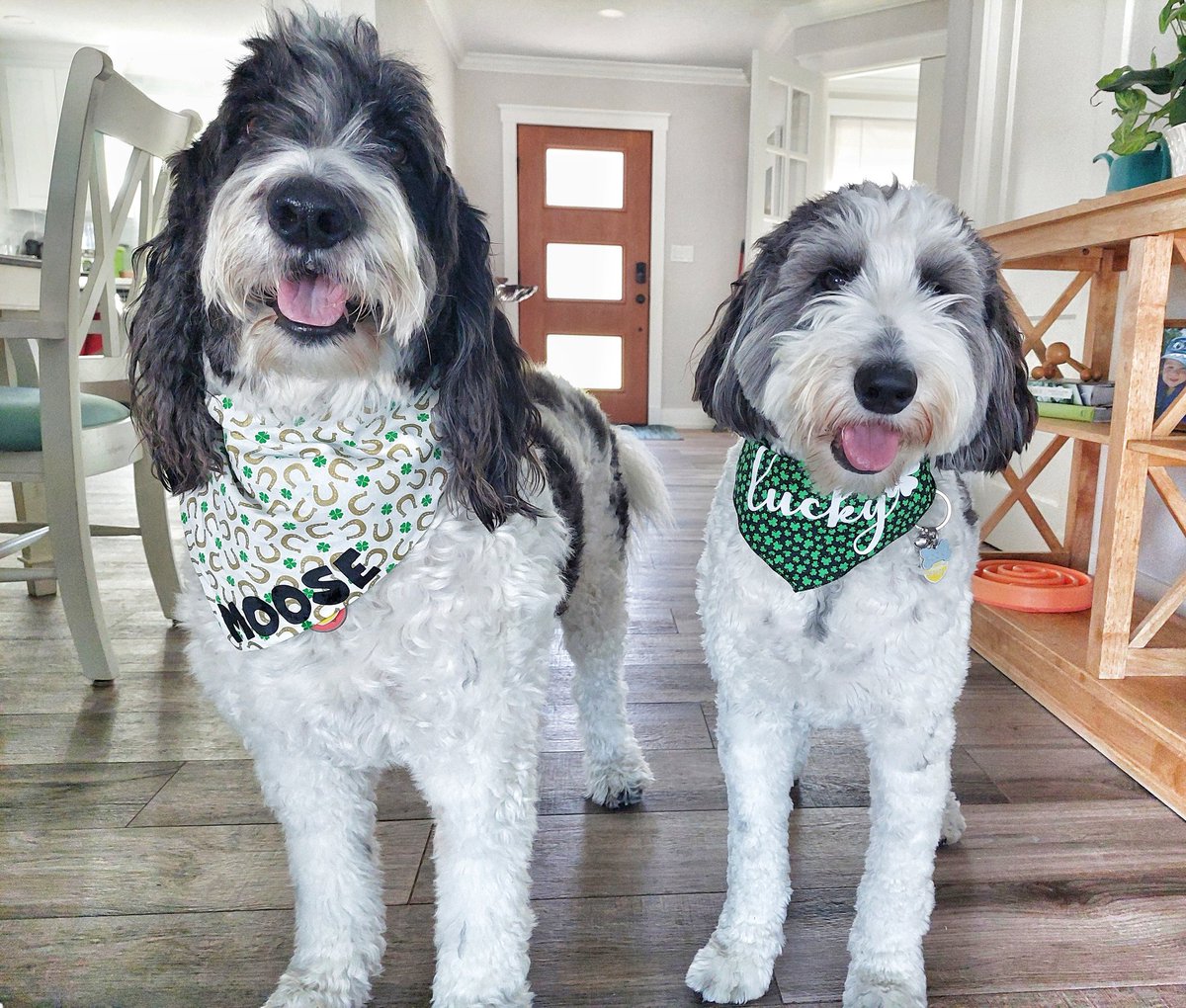 MooseTheCreekDog tweet media