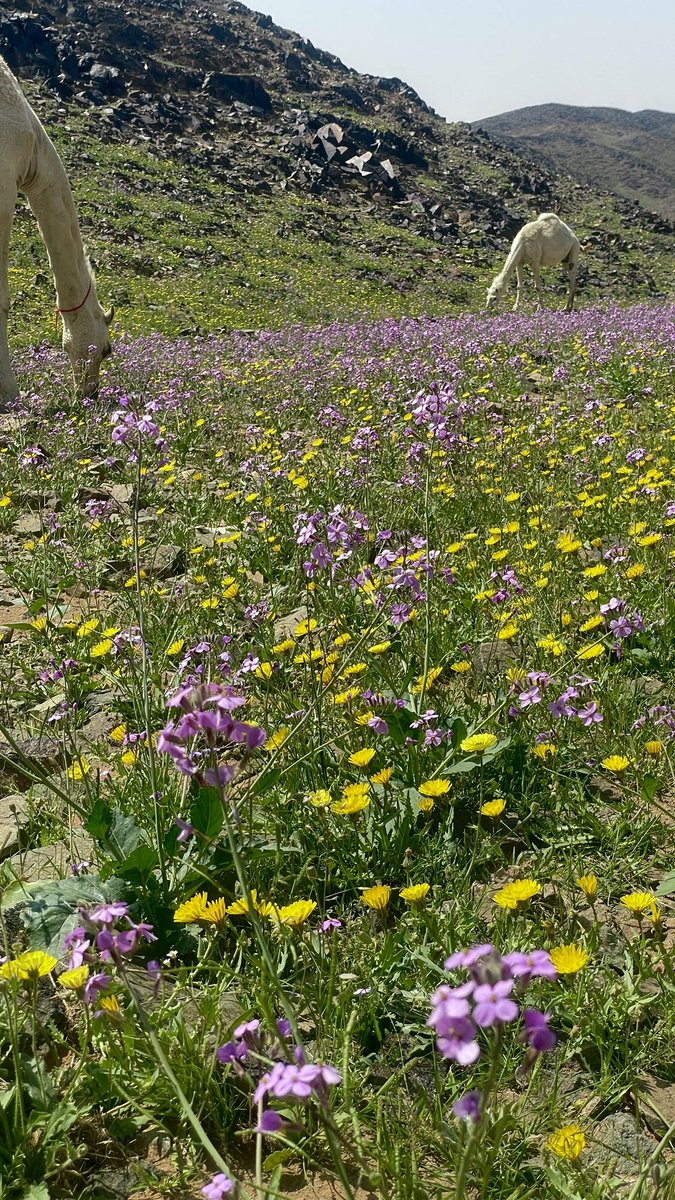 naser__2013's tweet photo. جبال النير اليوم 📸🌸🌼 https://t.co/GN59zPUW94