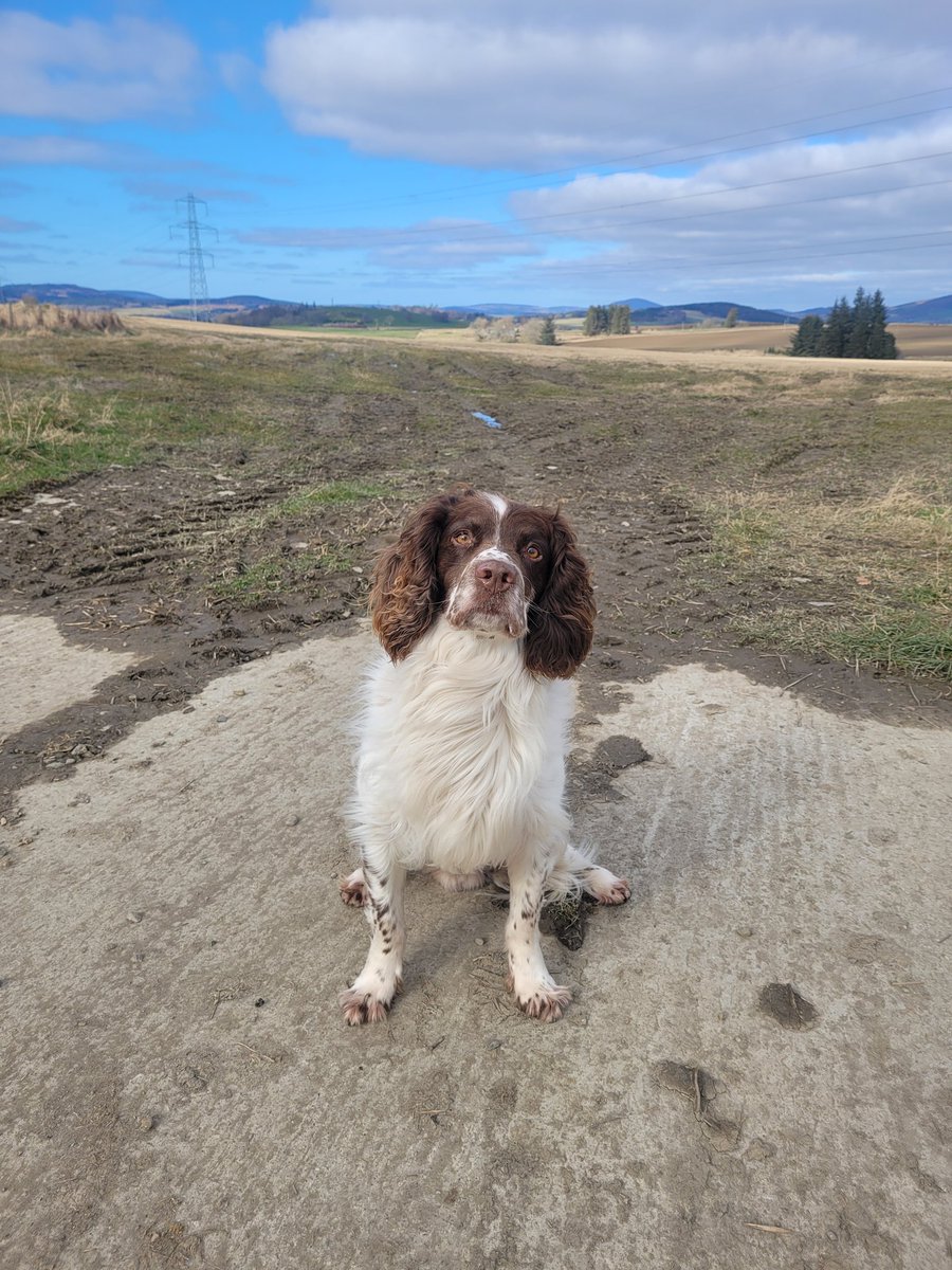 Hi frens... day 71889273517 in jail (5 weeks!). Vet lady says I can take a longer walk now, but only 5 mins. Mum says I'm doing much better, but still a long way to go  and my daily physio too.. #bubba