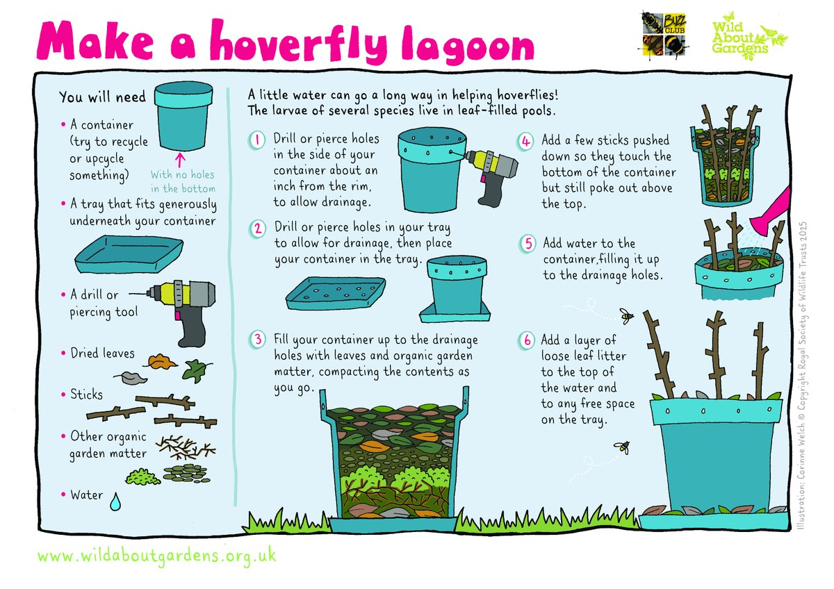 Did you know hoverfly larvae need watery spaces to grow? 🌊 Create your own hoverfly lagoon using a small container, some water, and decaying leaves. 🌿💛

Follow our guide below and throw a garden party for our #HoverflyHeroes!

wildaboutgardens.org.uk #WildAboutGardens