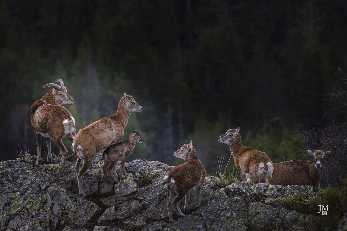 jmg1134's tweet photo. OCCITANIE, TERRE DE CONTRASTES
Famille entière de mouflons des Pyrénées. C’est l’époque de l’année où les jeunes viennent de naître et font leurs premiers pas.
#mouflons #wildanimals #wild #wildlife #montagne #pyrenees #occitanie #nature #photographie #photo #photography https://t.co/gcXJo7cIu0