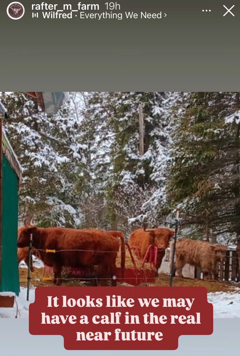 My calf should be born soon! I’m beyond excited!