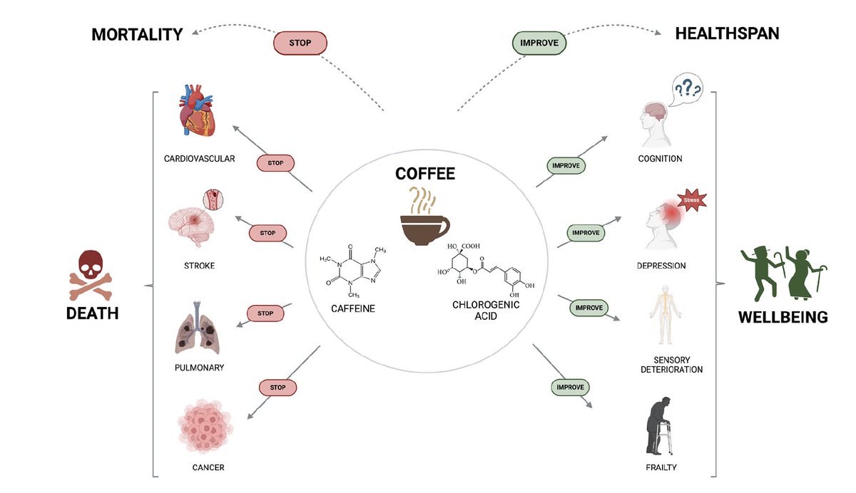 #Café y #Longevidad Saludable. El consumo regular y moderado reduce la mortalidad (17%), así como la pérdida de memoria. La magnitud del beneficio corresponde a un aumento de la esperanza de vida saludable de 1,8 años. sciencedirect.com/science/articl…