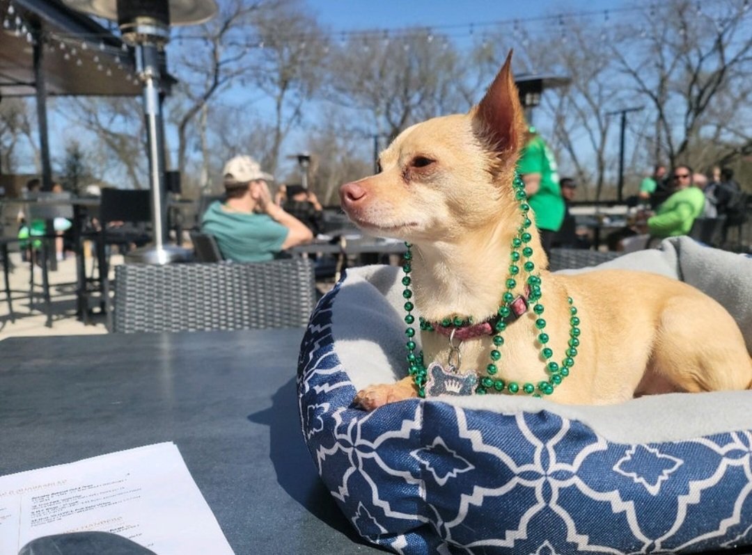 Princess Tegan (@princesstegantx) on Twitter photo It's my birthday 🎂 and my mum and Dad are stuck in Miami so <a href="/GregSoderman/">Greg Soderman</a> is take me out. #ZSHQ #chihuahua #birthday #dogsoftwitter #dogsofX #dog #dogs It's my birthday 🎂 and my mum and Dad are stuck in Miami so <a href="/GregSoderman/">Greg Soderman</a> is take me out. #ZSHQ #chihuahua #birthday #dogsoftwitter #dogsofX #dog #dogs