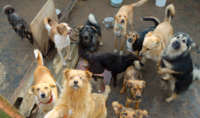 manset_ekonomi's tweet image. Bakan #Yumaklı&apos;dan #sahipsizköpekler açıklaması: Ülke gündeminden çıkaracağız
ekonomimanset.com/bakan-yumakli-…