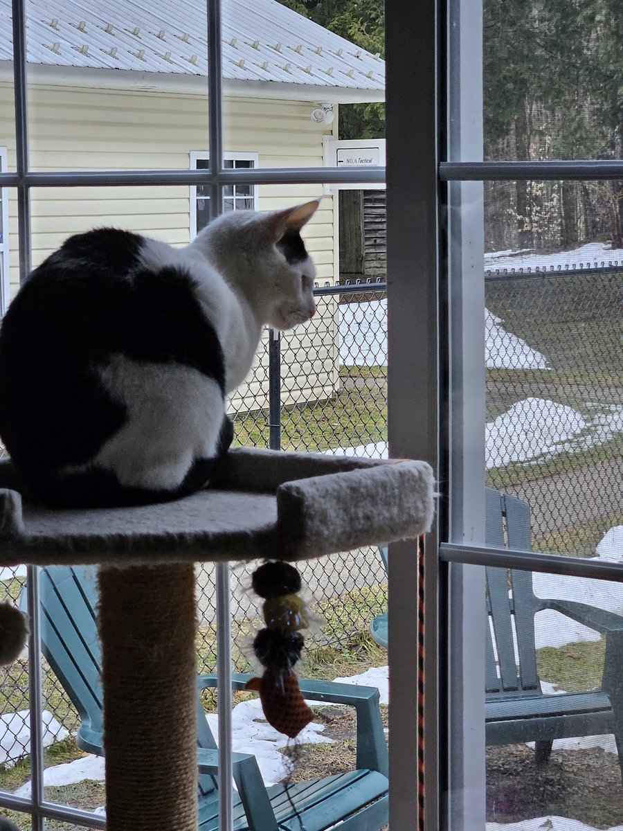 TheSprinklesCat's tweet photo. I'm #FelineLucky! Meowmy said that she saw a BIG Owl early this morning sitting on the corner of the fence! I'm lucky that I'm not outside, they can carry up to 10 lbs! That's me! Hope mew have a #HappyStPatricksDay! #cowcat #CatsOfTwitterX #AdoptDontShop #StaySafeFurrends https://t.co/8OvGh6nw7K