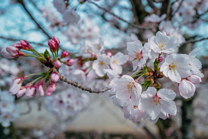 insightkyoto's tweet photo. 過去Pic【嵐山の天龍寺で桜と絶景を楽しむ】2024/4/5撮影

桜や他の草花がとてもキレイでした。高台からの借景は実に見事です。

🔗 https://t.co/QQ8LXN0388

⛩京都フォトブログ<8か国語>
おすすめ観光スポット300ヶ所・630記事以上

#insightkyoto  #beautiful_kyoto 
#京都観光  #日本の四季  #美しい京都 
#嵐山  #天龍寺  #桜と絶景  #天龍寺の桜