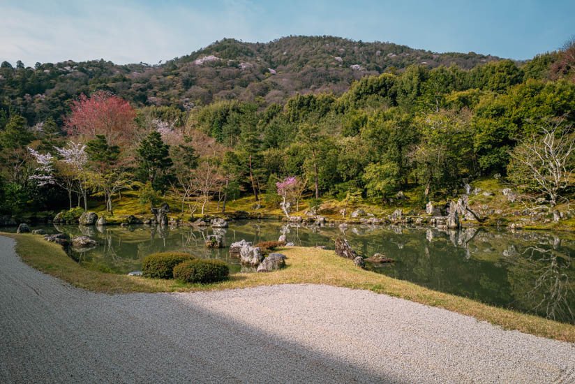 insightkyoto's tweet photo. 過去Pic【嵐山の天龍寺で桜と絶景を楽しむ】2024/4/5撮影

桜や他の草花がとてもキレイでした。高台からの借景は実に見事です。

🔗 https://t.co/QQ8LXN0388

⛩京都フォトブログ<8か国語>
おすすめ観光スポット300ヶ所・630記事以上

#insightkyoto  #beautiful_kyoto 
#京都観光  #日本の四季  #美しい京都 
#嵐山  #天龍寺  #桜と絶景  #天龍寺の桜