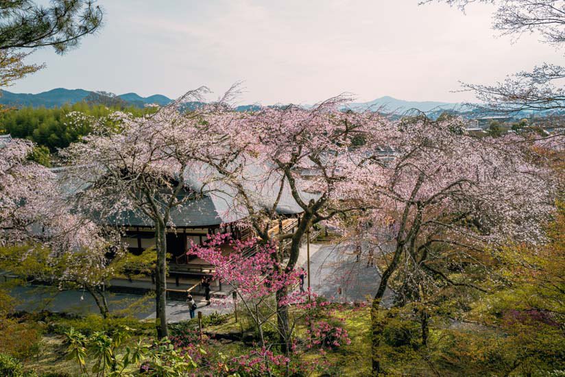 insightkyoto's tweet photo. 過去Pic【嵐山の天龍寺で桜と絶景を楽しむ】2024/4/5撮影

桜や他の草花がとてもキレイでした。高台からの借景は実に見事です。

🔗 https://t.co/QQ8LXN0388

⛩京都フォトブログ<8か国語>
おすすめ観光スポット300ヶ所・630記事以上

#insightkyoto  #beautiful_kyoto 
#京都観光  #日本の四季  #美しい京都 
#嵐山  #天龍寺  #桜と絶景  #天龍寺の桜