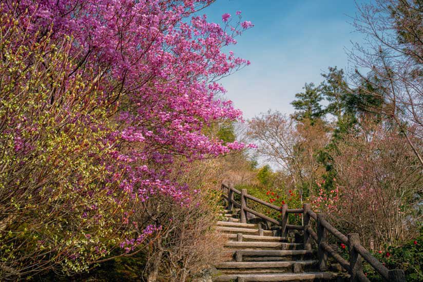 insightkyoto's tweet photo. 過去Pic【嵐山の天龍寺で桜と絶景を楽しむ】2024/4/5撮影

桜や他の草花がとてもキレイでした。高台からの借景は実に見事です。

🔗 https://t.co/QQ8LXN0388

⛩京都フォトブログ<8か国語>
おすすめ観光スポット300ヶ所・630記事以上

#insightkyoto  #beautiful_kyoto 
#京都観光  #日本の四季  #美しい京都 
#嵐山  #天龍寺  #桜と絶景  #天龍寺の桜