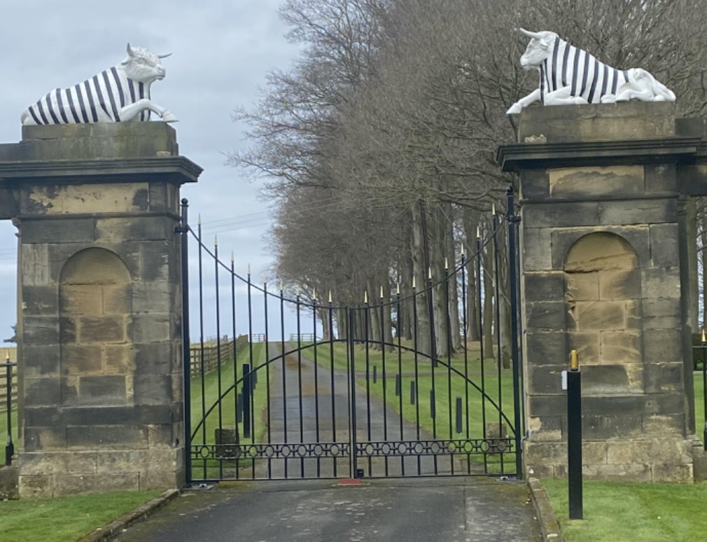 The white bulls of Blagdon are wearing black stripes today! <a href="/NUFC/">Newcastle United</a>