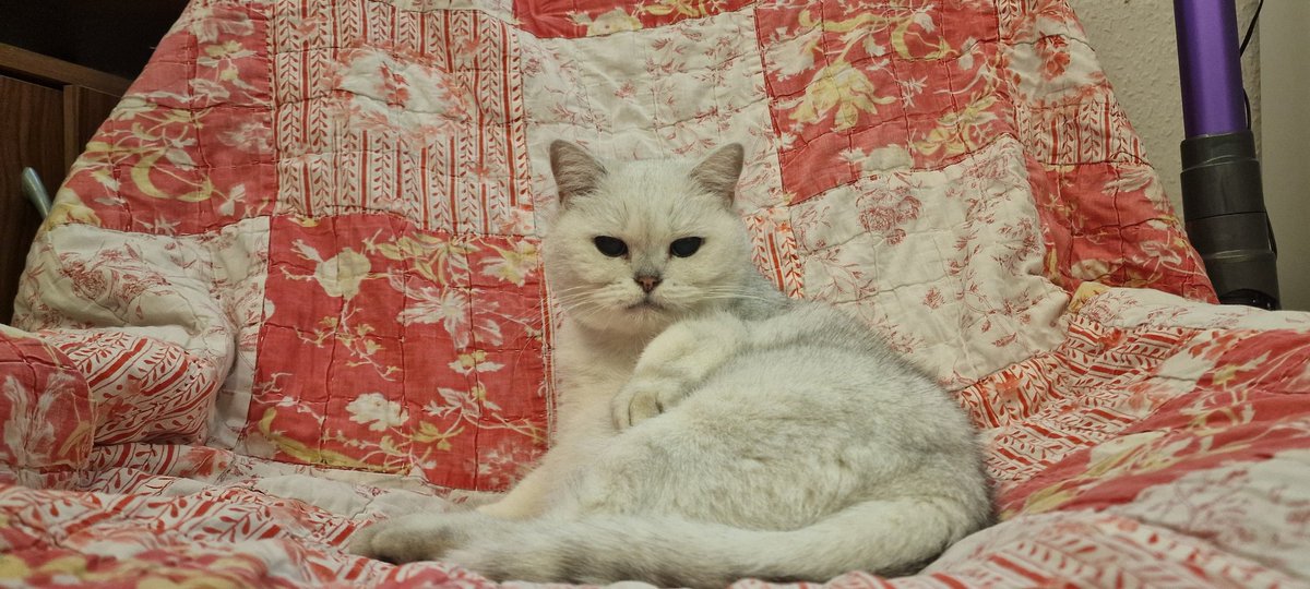 Die Herrin nimmt dankbar neue Sklaven auf, aber nicht jedes Geschöpf ist ihrer Aufmerksamkeit würdig. Bist du solvent, devot und bereit alles für mich zu tun, dann schreib mir mit einer anständigen Vorstellung. Keine Treffen" und Cam nur wer es sich verdient hat. #geldsklave