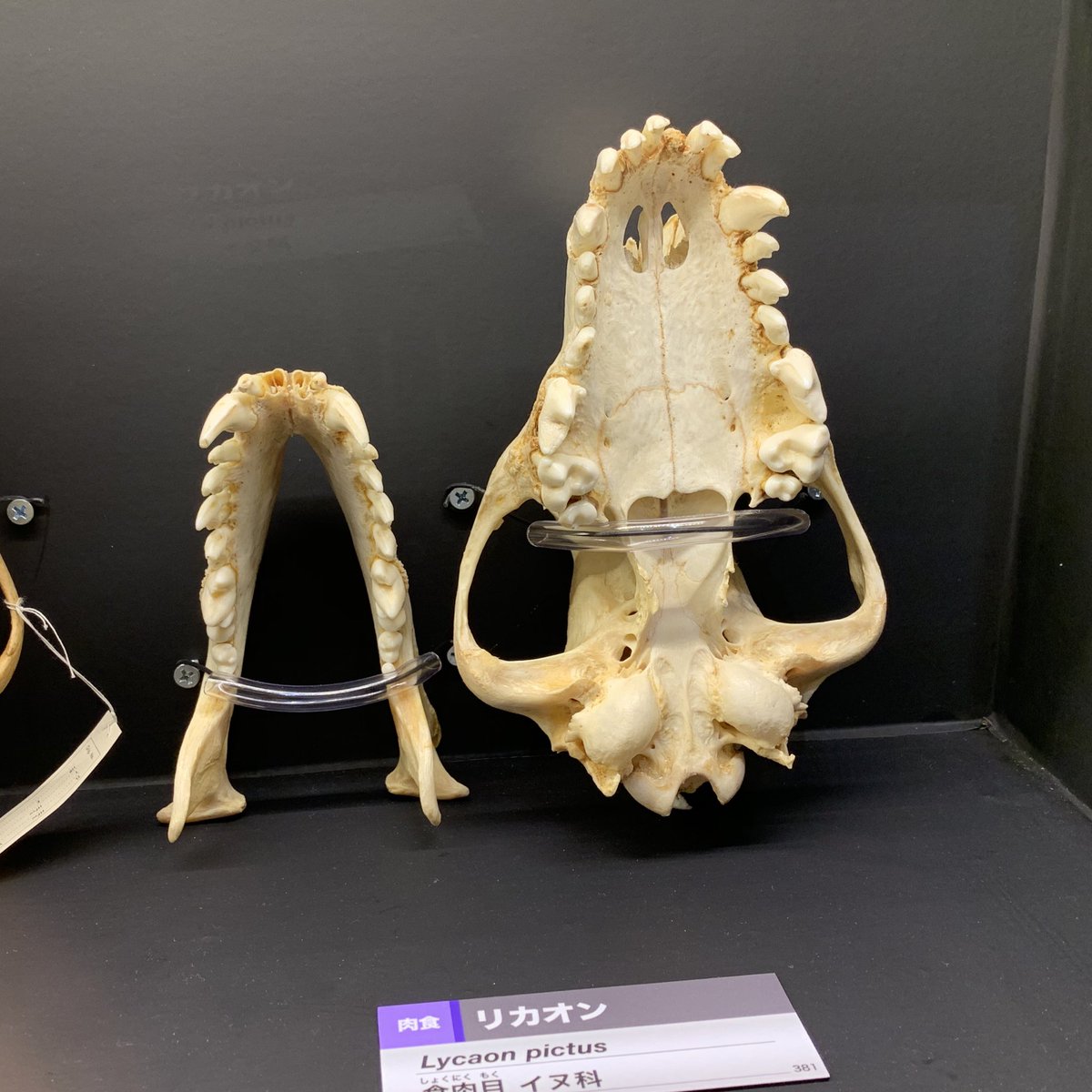 貴重！カッショクハイエナの頭骨 B 即納 貴重！☆カッショクハイエナの頭骨☆ - 頭骨・骨格標本・剥製販売