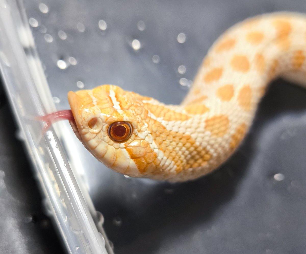 Sunguilla's tweet image. 💩で汚れたブチギレヘビを温浴

ほとんどのシシバナはブチギレててもシューシュー言いながら鼻でツンツンしてくるだけだからプリティ🤗
#セイブシシバナヘビ #アルビノ #hognose #爬虫類