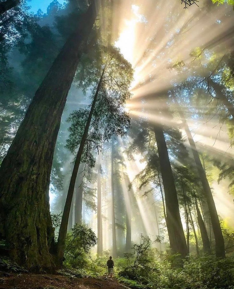 Redwood state park, California ✨