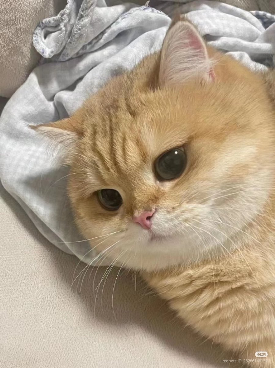 nocontextscats's tweet photo. 🧡 https://t.co/arYKILM1bX