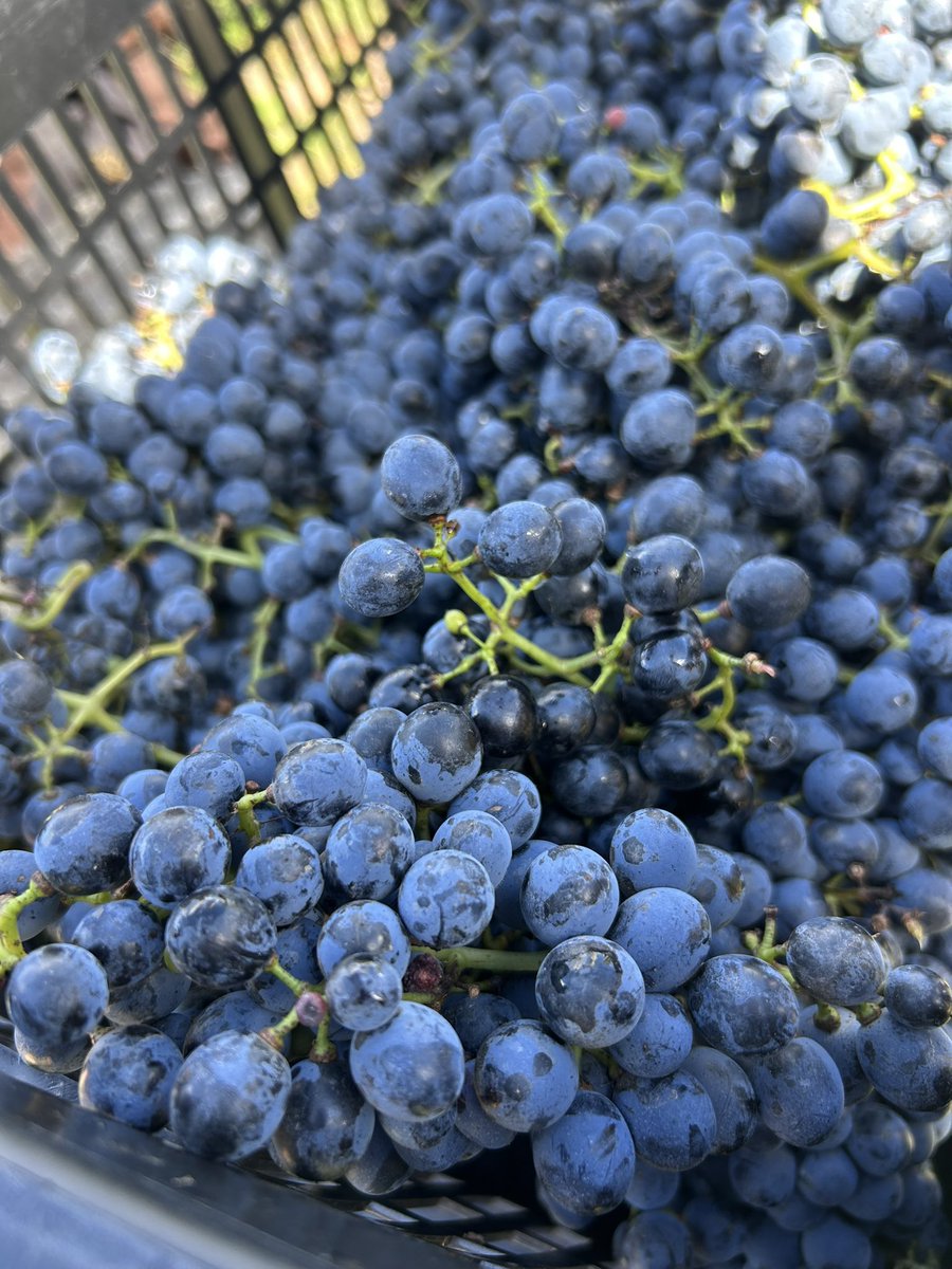 Dr. Matthew Horkey tweet media