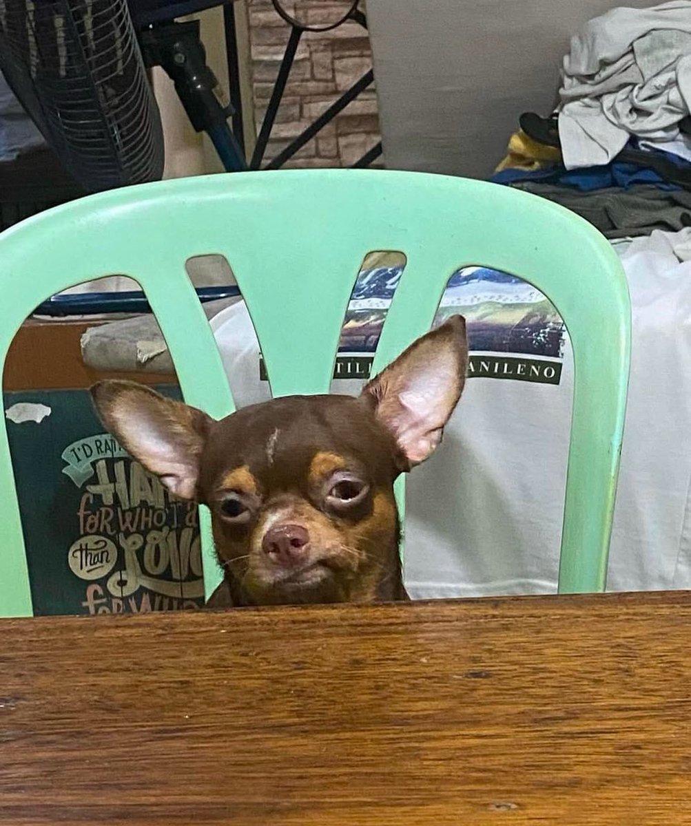 💖 (@twaniimals) on Twitter photo 