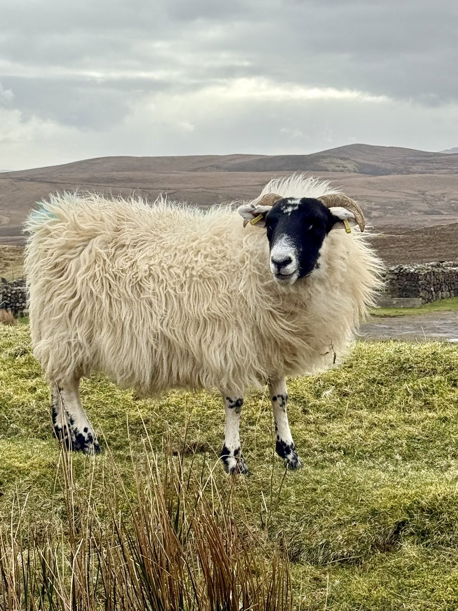 My favorite picture from Scotland trip - a sheep on the Isle of Skye.