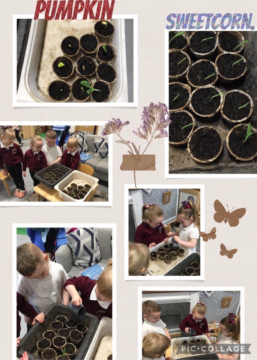 Hilltop Nursery & LCSC (@airdriehilltop) on Twitter photo The children were really excited to discover how much their seeds had grown over the weekend, they decided to give the seedlings a little drink of water as they were really dry. What great little gardeners we have in nursery. <a href="/EarlyYearsNLC/">Early Years NLC</a> <a href="/deirdre_grogan/">deirdre grogan</a> The children were really excited to discover how much their seeds had grown over the weekend, they decided to give the seedlings a little drink of water as they were really dry. What great little gardeners we have in nursery. <a href="/EarlyYearsNLC/">Early Years NLC</a> <a href="/deirdre_grogan/">deirdre grogan</a>