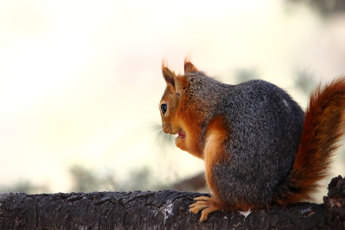 Doğanın Şımarık Çocugu🐿☺
#wildlife #wildlifephotography #canonphotography #amateurphotography #canon90d #hangitür #sigma150600mm