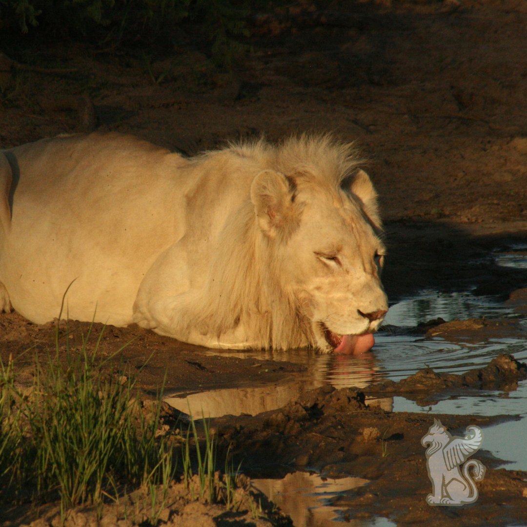 The Circle of Life.

#WhiteLions #AncestralSpiritOfAfrica