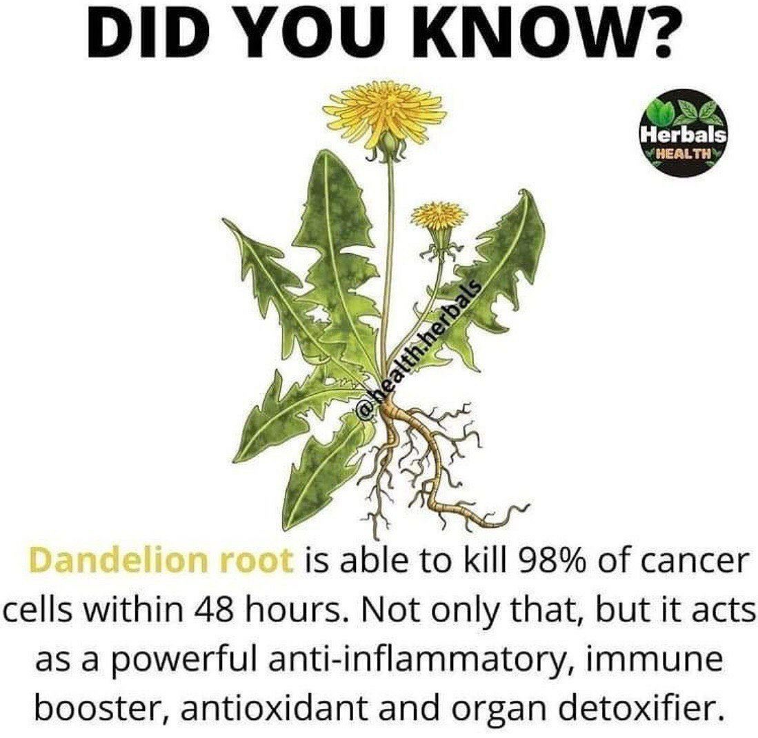 BabyD1111229's tweet image. I will never look at a dandelion the day way again, I hope you enjoy and if you do feel free to share. 

&quot;The dandelion is the only flower that represents the three celestial bodies of the sun, moon, and stars: The yellow flower resembles the sun, the puff ball resembles the…